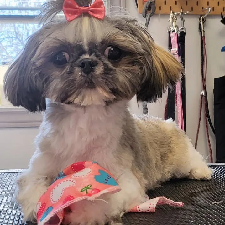 Un shih tzu fraîchement toiletté, avec boucle et bandana, sur la table de toilettage